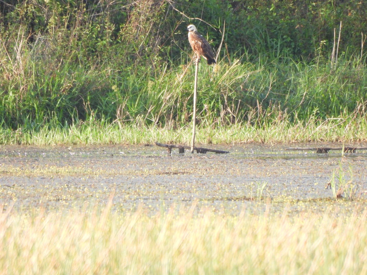 Black-collared Hawk - ML608901547