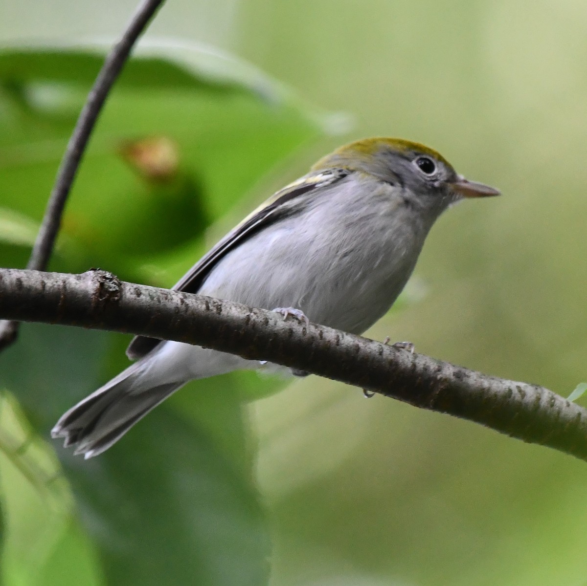 Chestnut-sided Warbler - ML608901575