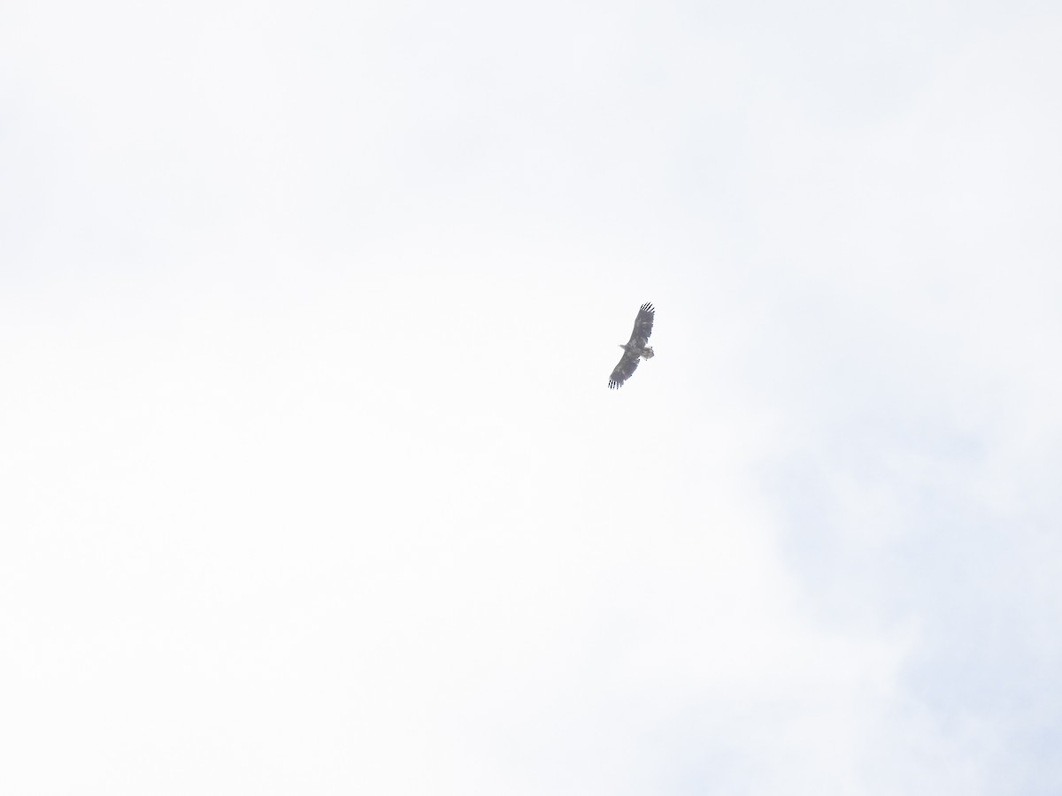 White-tailed Eagle - ML608901653