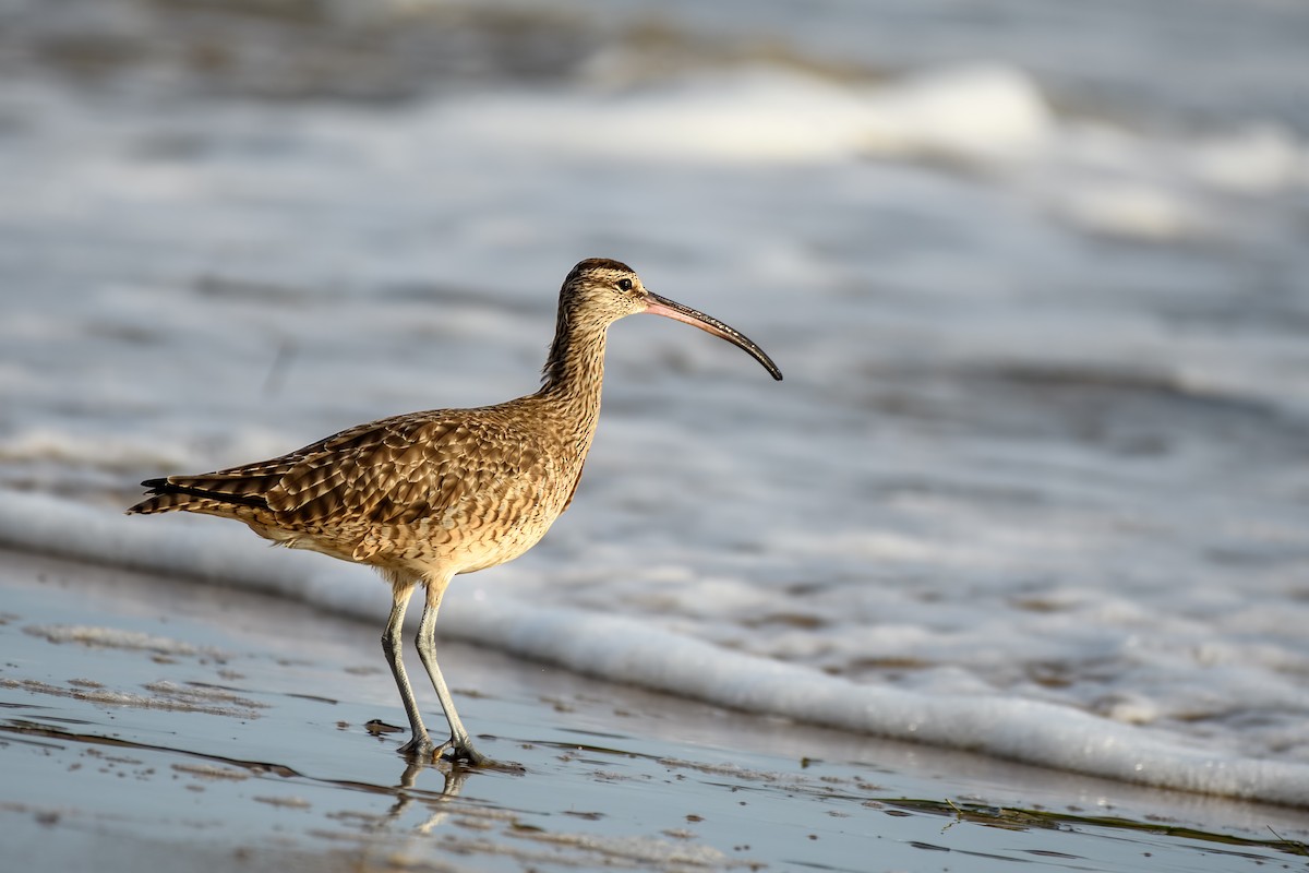 Whimbrel - David Kirsch