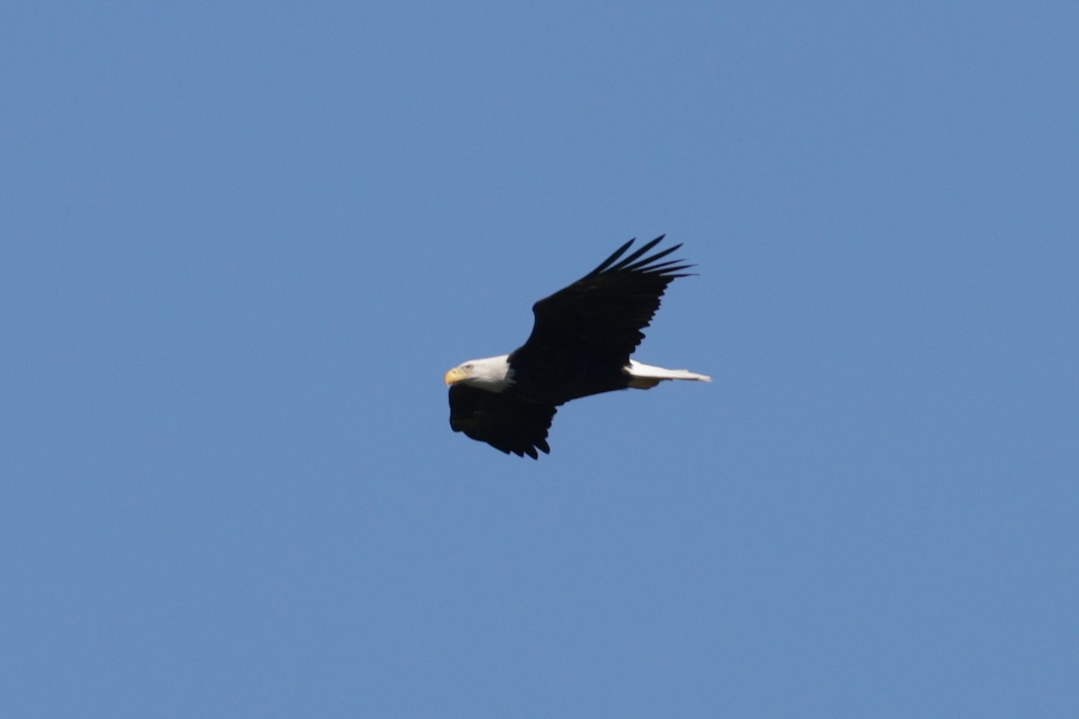 Bald Eagle - Bert Harris