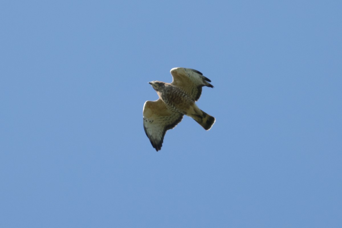 Broad-winged Hawk - Bert Harris