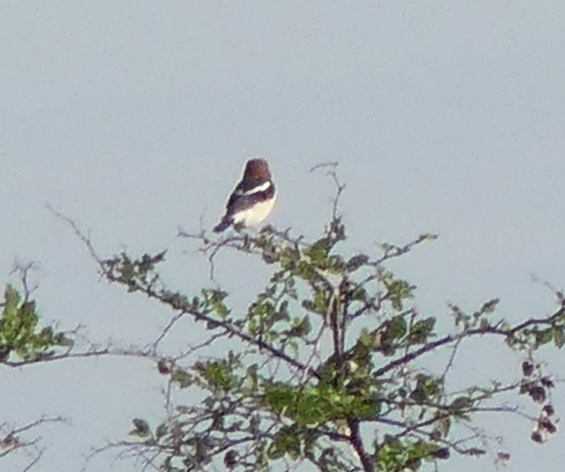 Woodchat Shrike - ML608901808