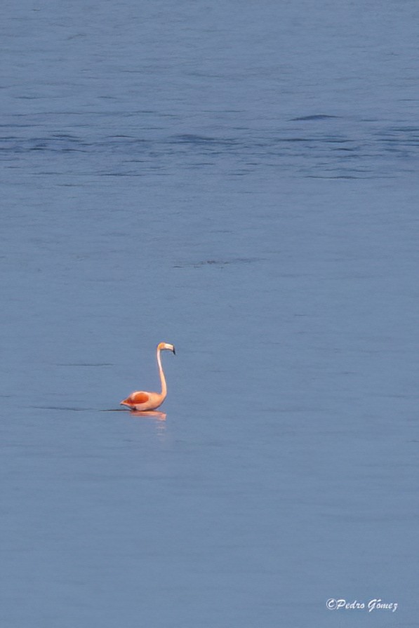 American Flamingo - ML608901836