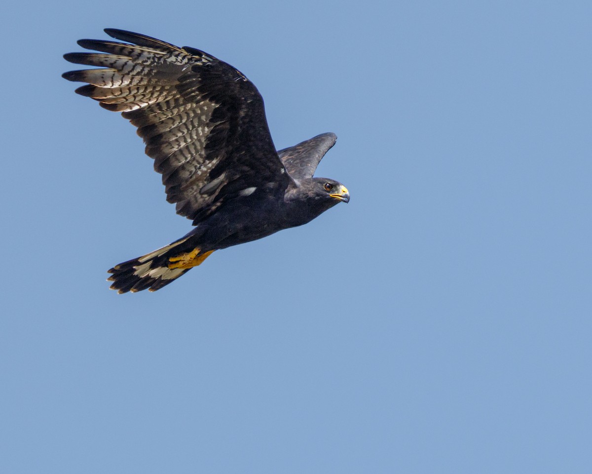 Rußbussard - ML608901859