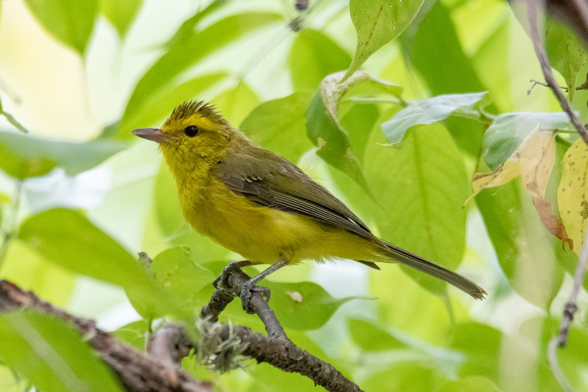 Golden Vireo - Daniel Alexander C. M. (Alex Pyrocephalus)