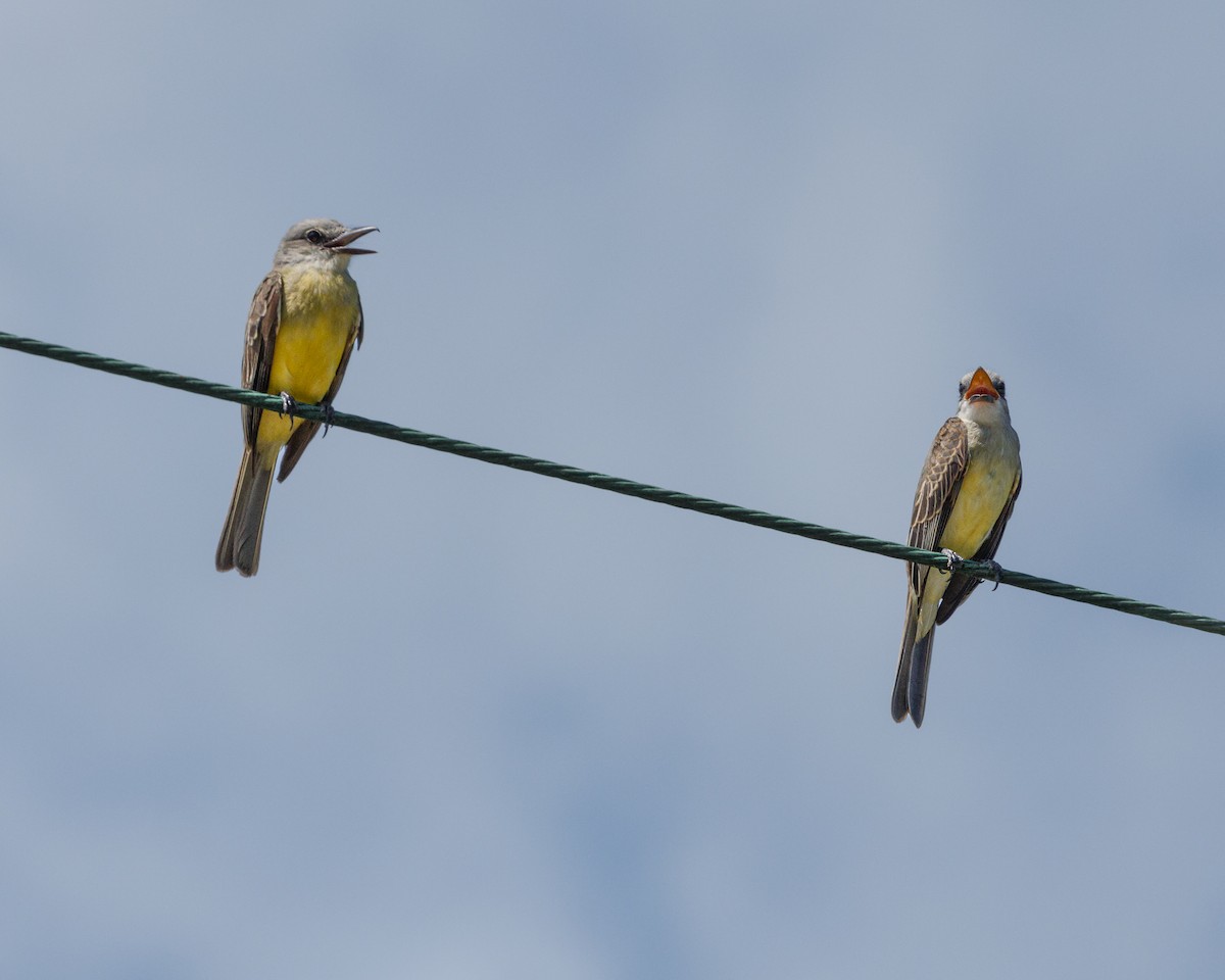 Tropical Kingbird - ML608901865