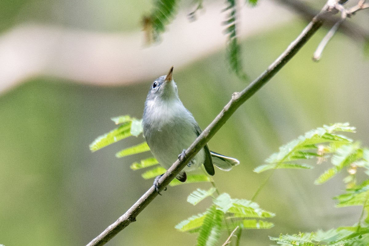 Blue-gray Gnatcatcher - Daniel Alexander C. M. (Alex Pyrocephalus)