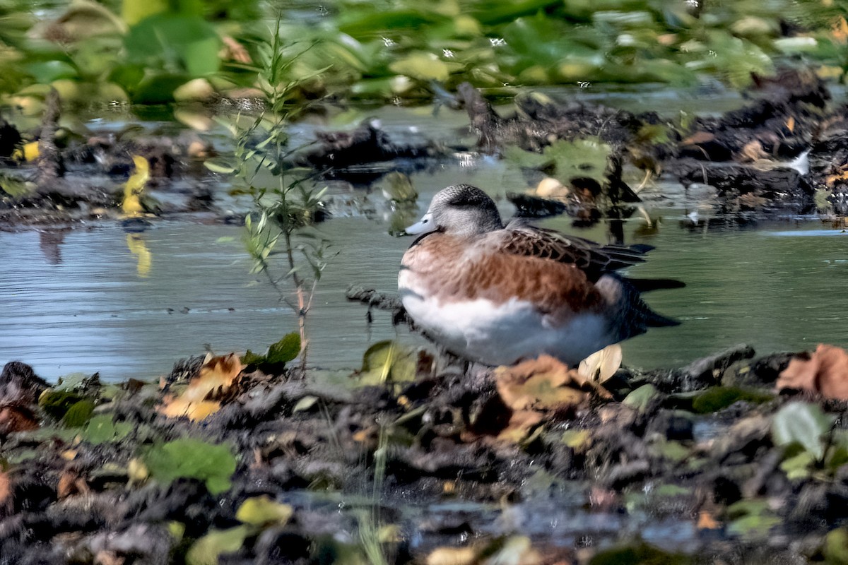 American Wigeon - ML608901898