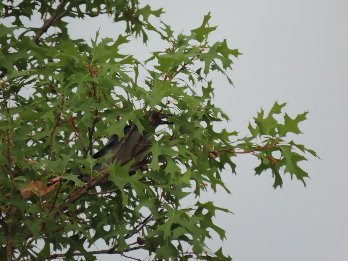 Woodhouse's Scrub-Jay - ML608901902