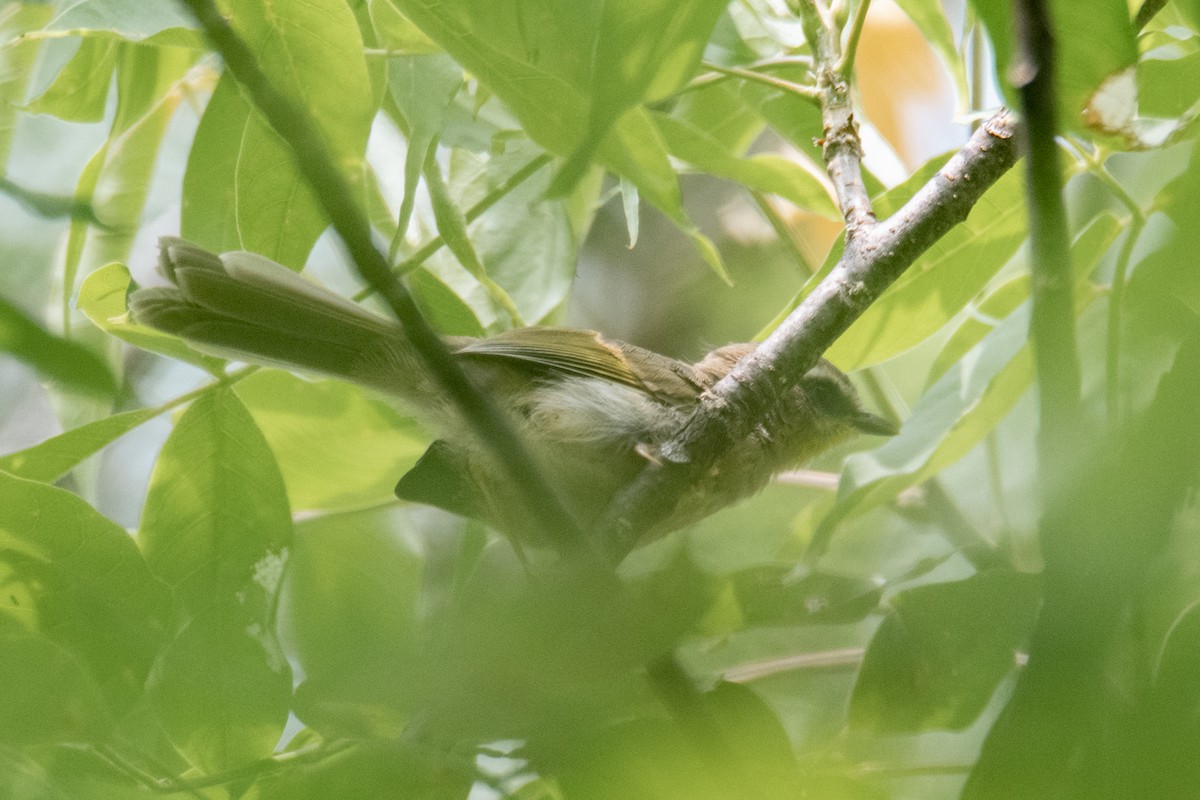 Rufous-capped Warbler - Daniel Alexander C. M. (Alex Pyrocephalus)