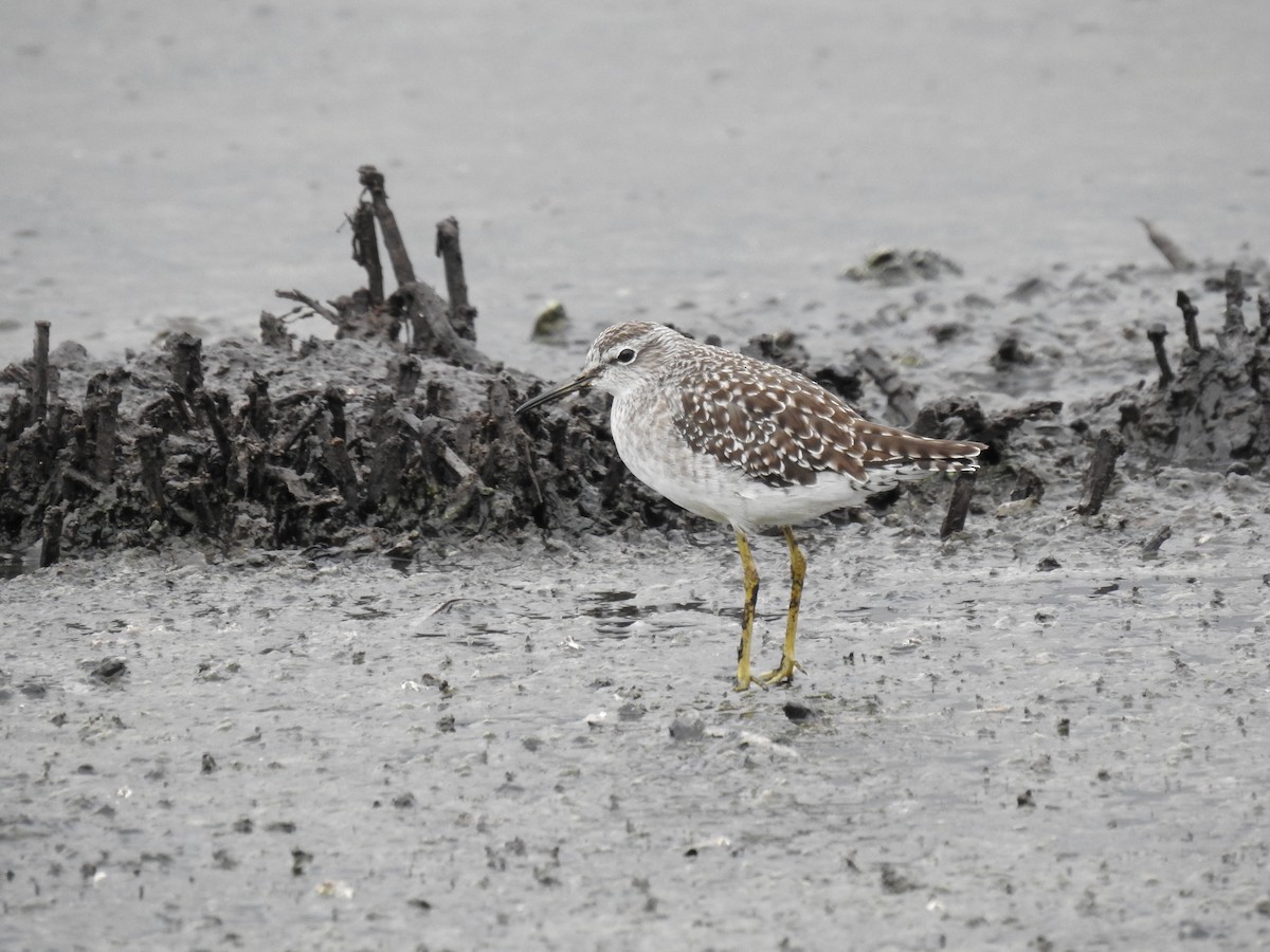 Wood Sandpiper - ML608901932