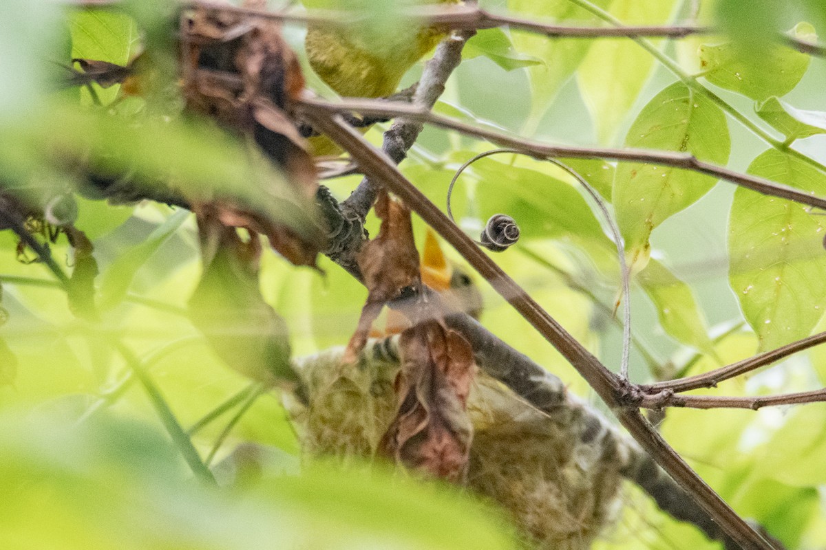 Golden Vireo - Daniel Alexander C. M. (Alex Pyrocephalus)