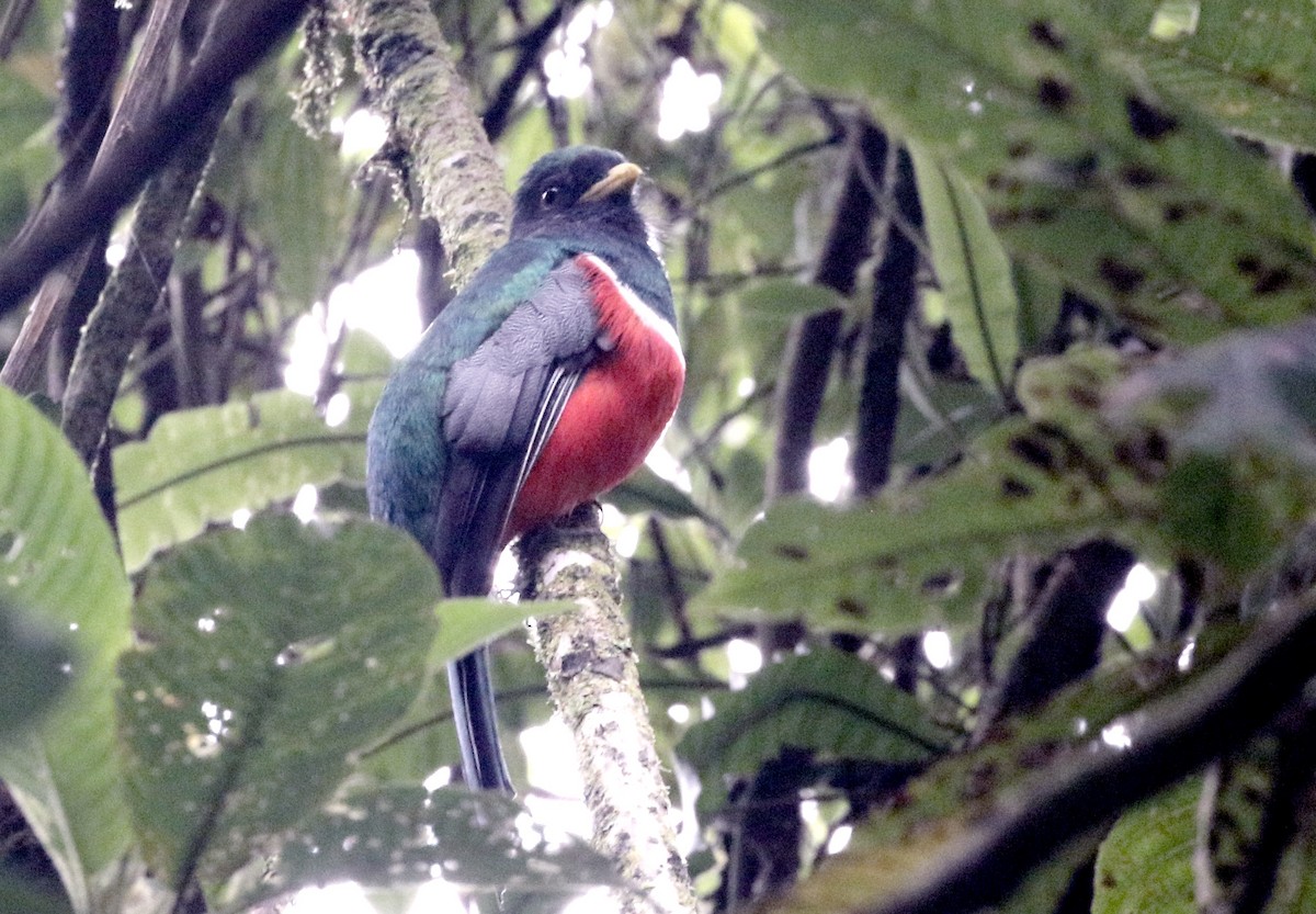 Trogon rosalba - ML608901980