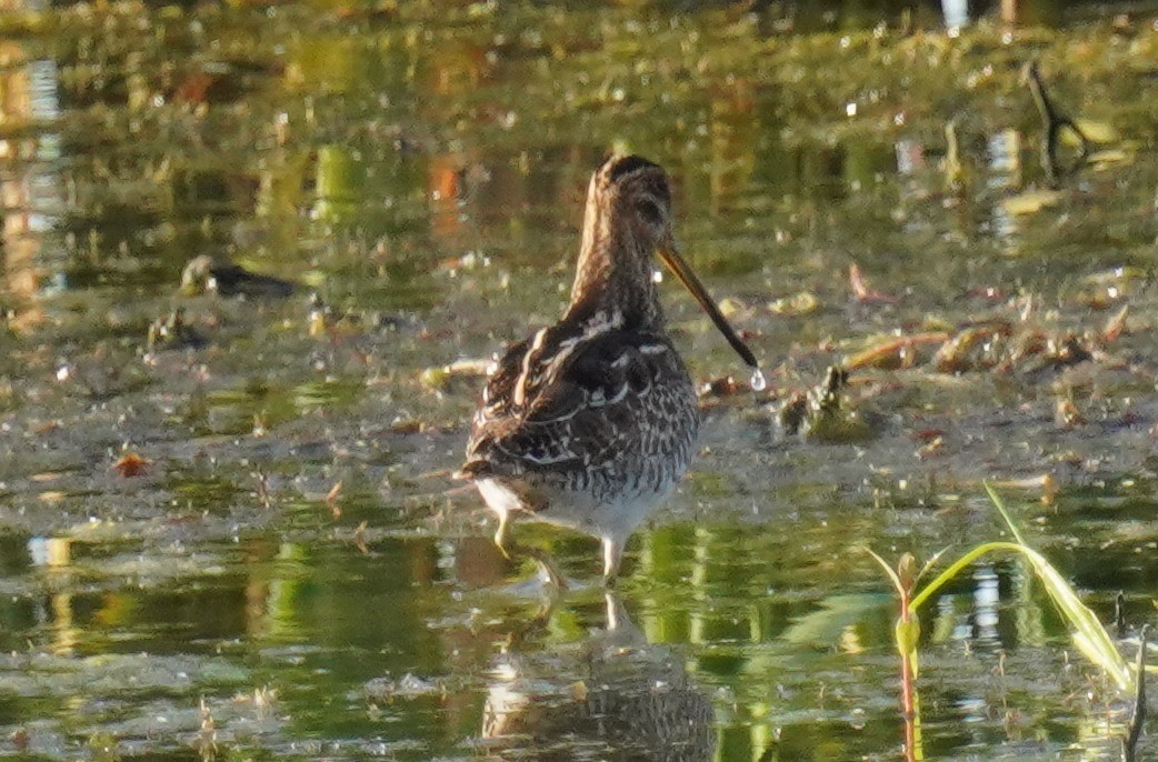 Wilson's Snipe - ML608901990