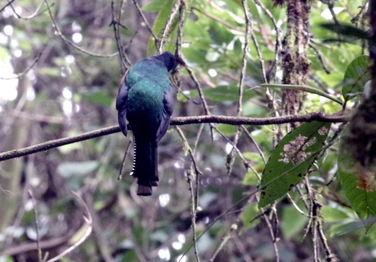 Halkalı Trogon - ML608901992