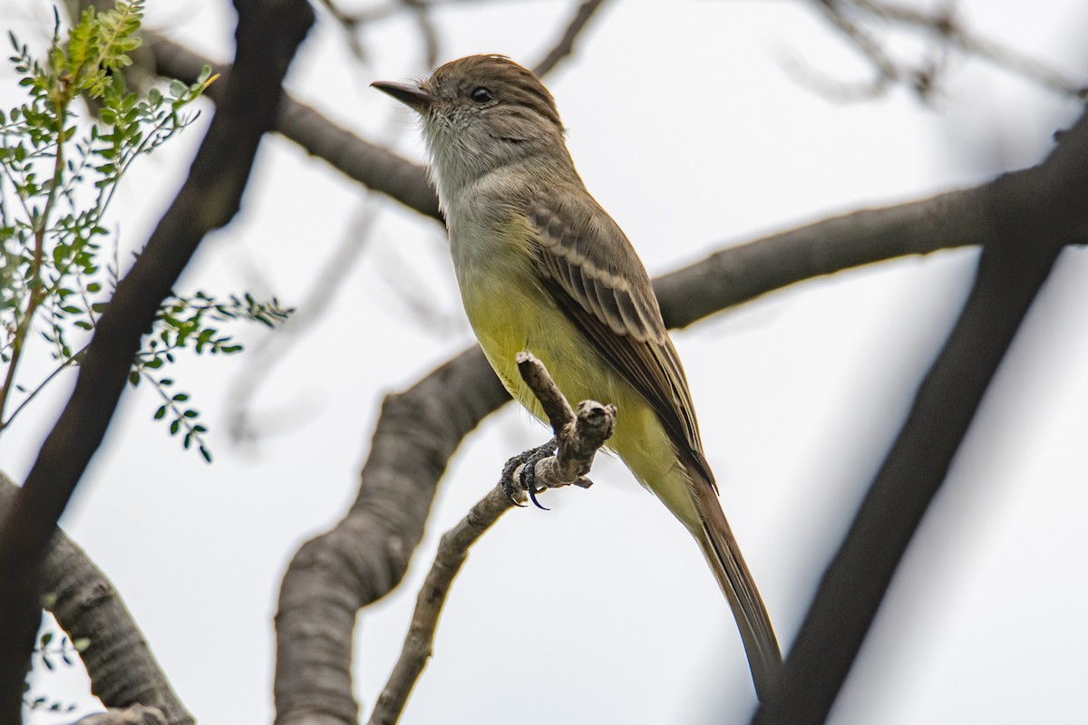 Nutting's Flycatcher - Daniel Alexander C. M. (Alex Pyrocephalus)