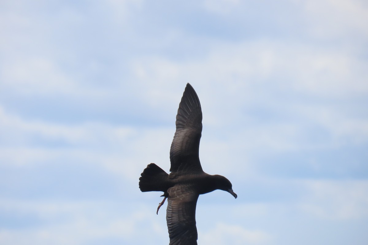 肉足水薙鳥 - ML608902049