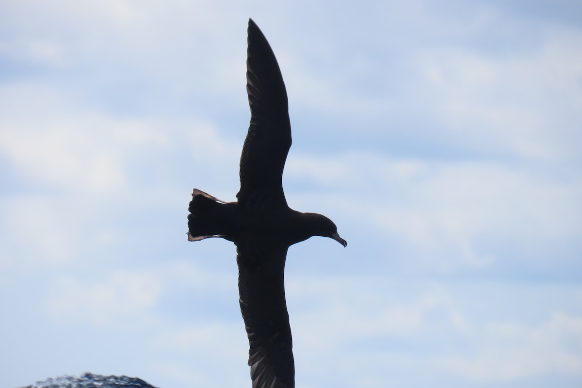 Flesh-footed Shearwater - ML608902054