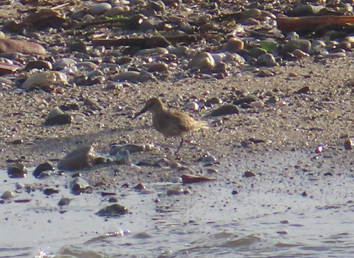 Dunlin - Jaume Sastre Garriga