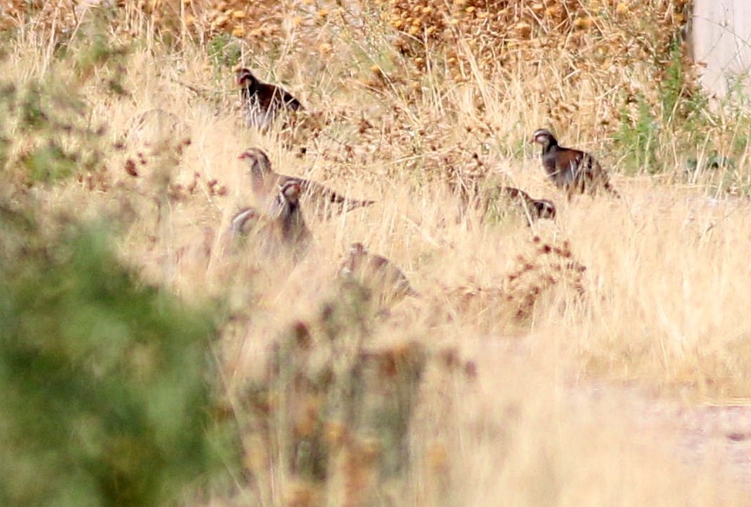 Red-legged Partridge - ML608902101