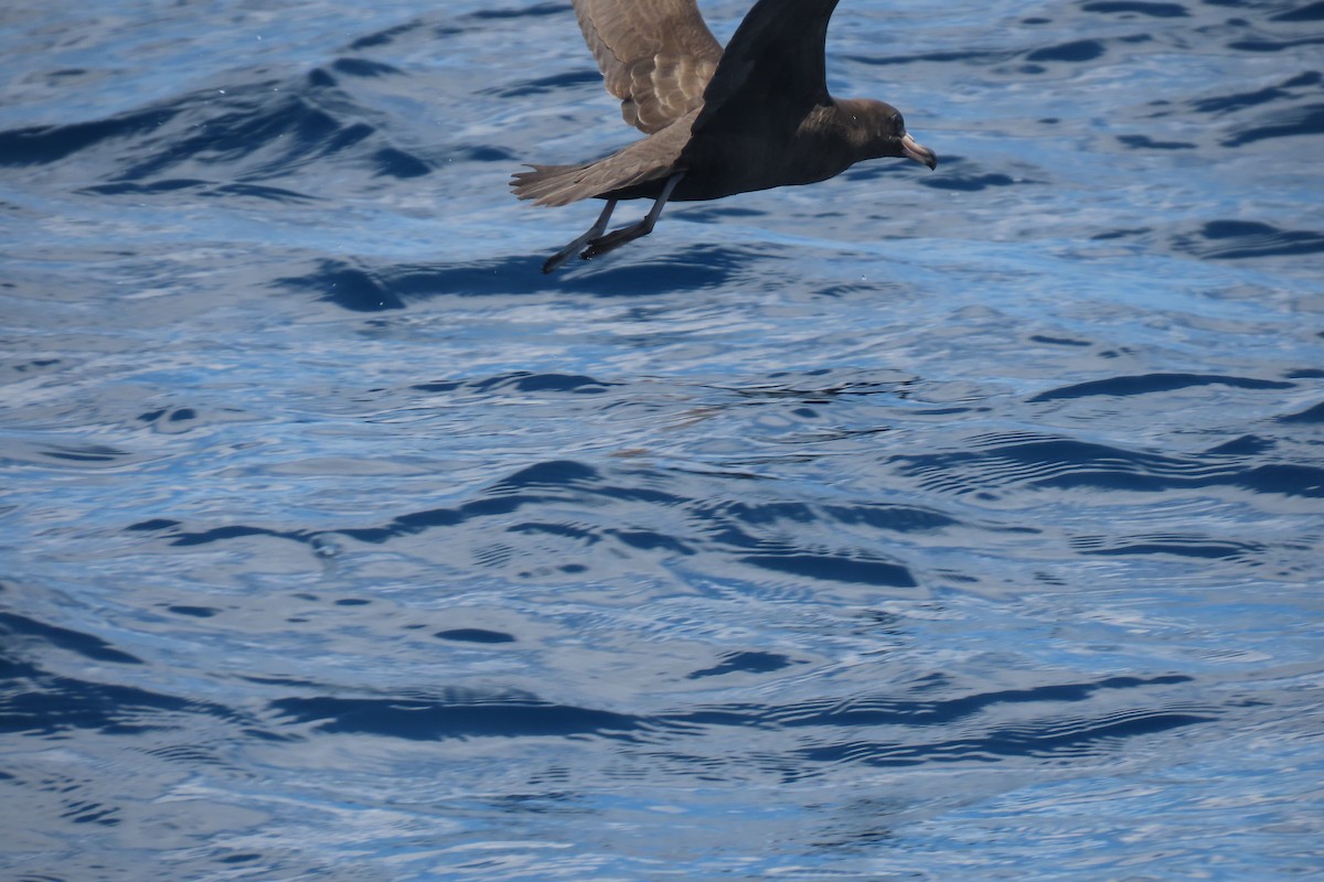 Flesh-footed Shearwater - ML608902120