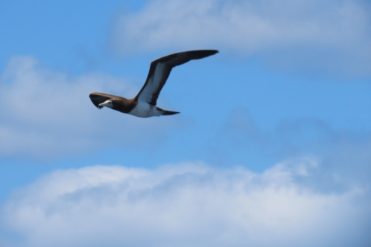 Brown Booby - ML608902147