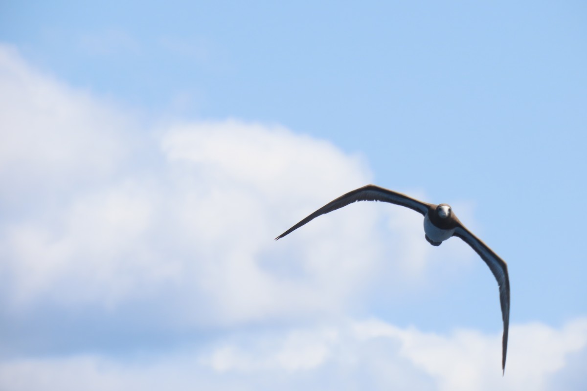 Brown Booby - Jemaine Mulcahy