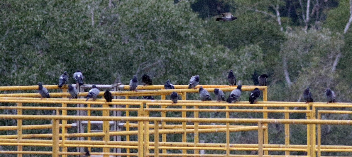 Rock Pigeon (Feral Pigeon) - Miguel García