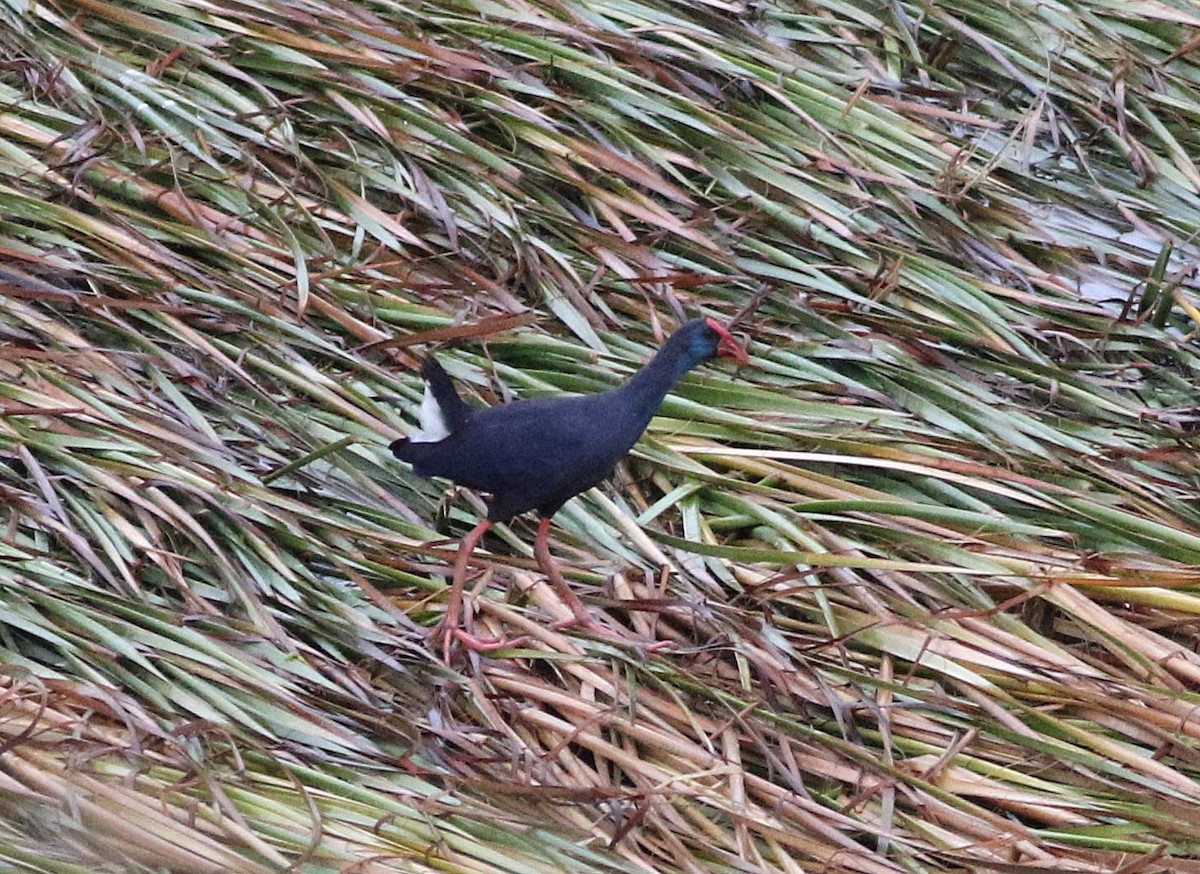 Western Swamphen - Miguel García