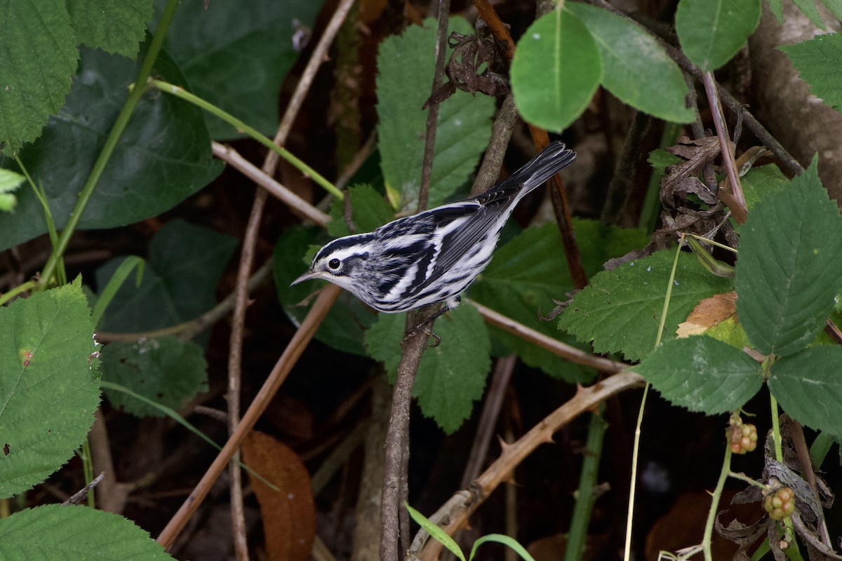 Black-and-white Warbler - Dario Taraborelli