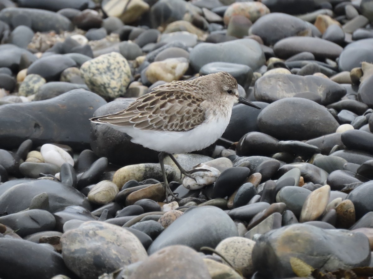 Semipalmated Sandpiper - ML608902300