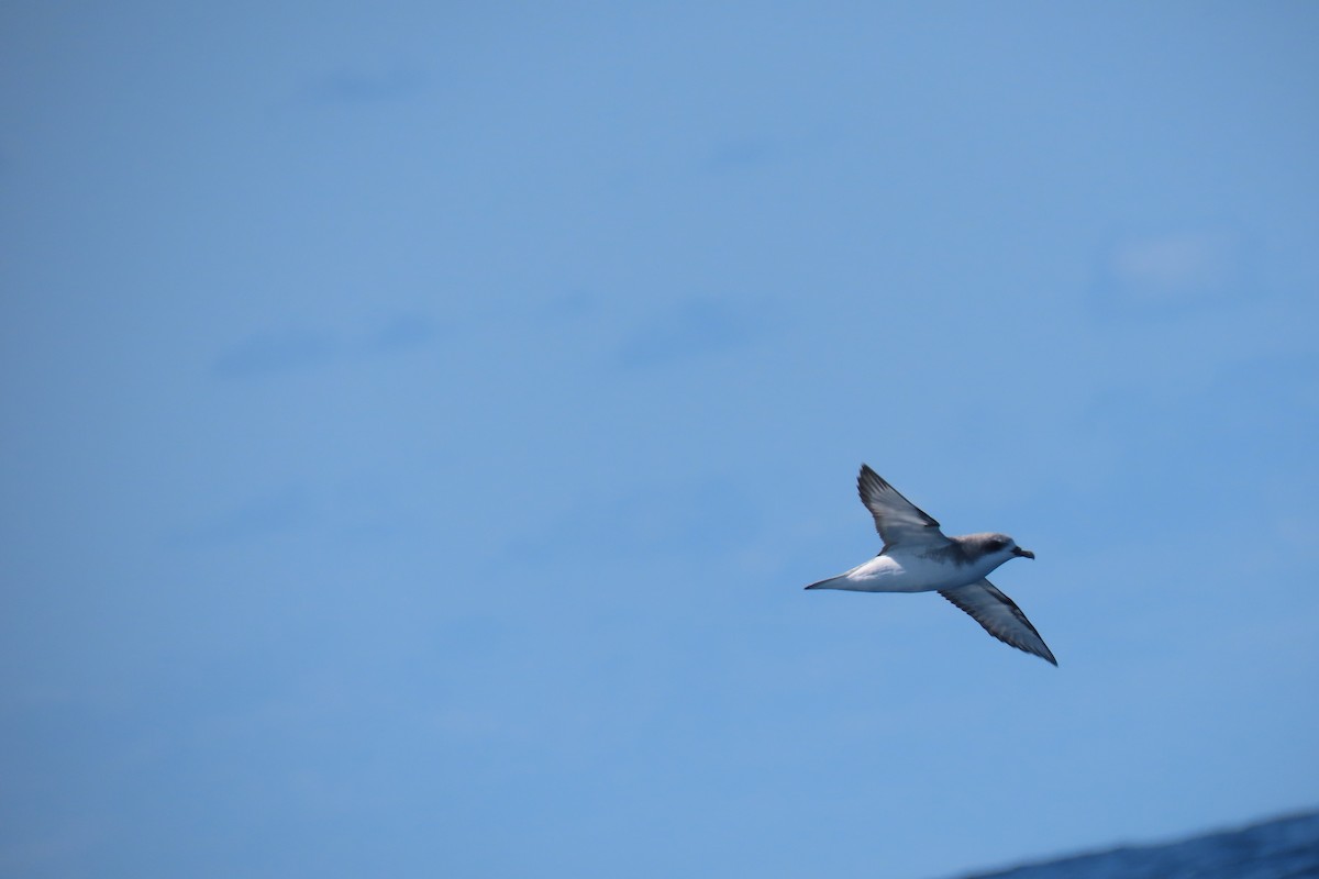 Cook's Petrel - Jemaine Mulcahy