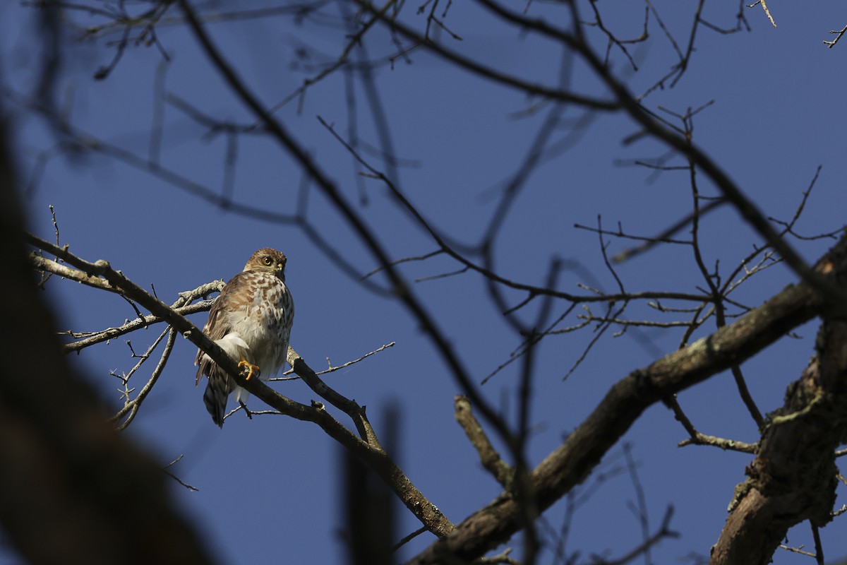 Sharp-shinned Hawk - ML608902317