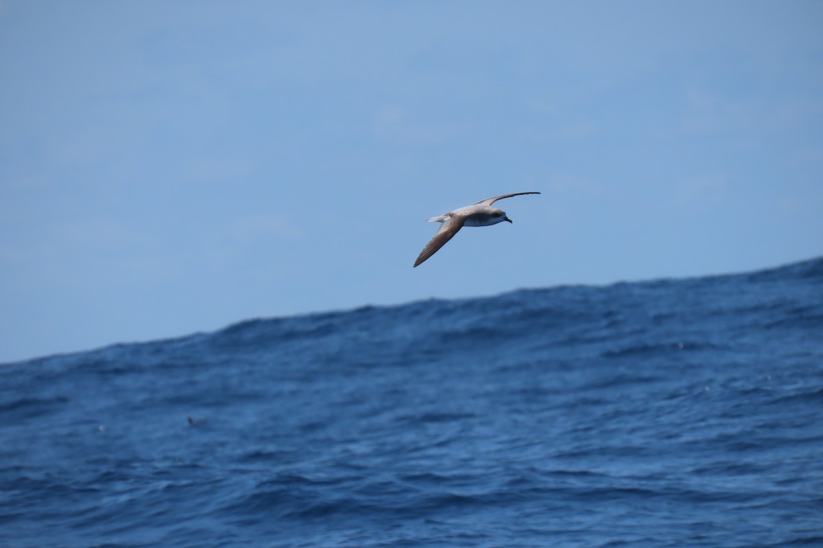 Cook's Petrel - ML608902321