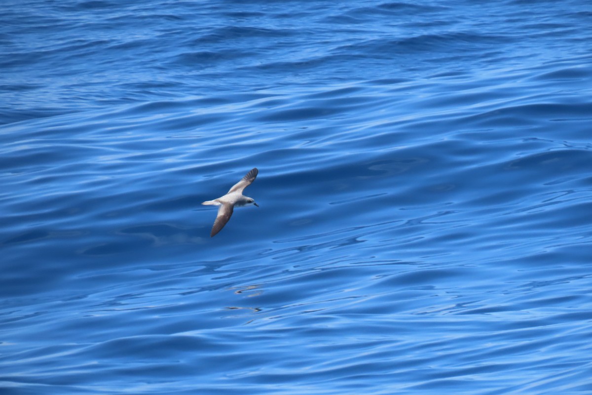 Cook's Petrel - ML608902344