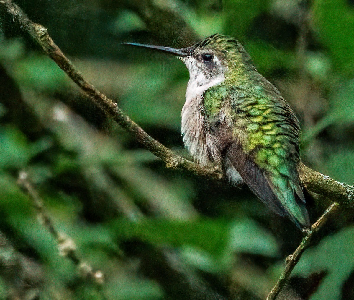 Ruby-throated Hummingbird - Debbie Lombardo