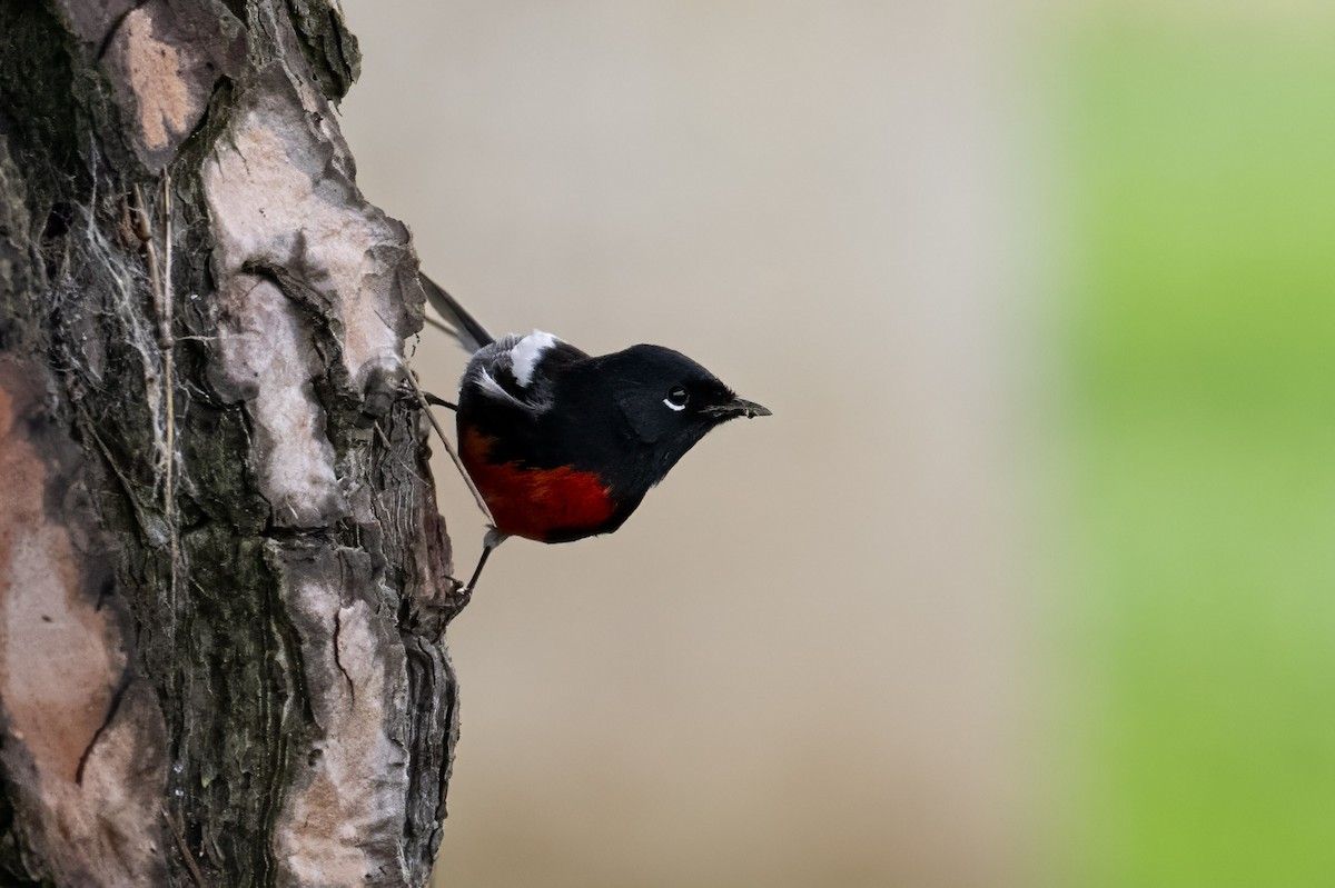 Painted Redstart - Andrew Newmark