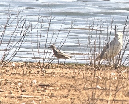 American Golden-Plover - ML608902476