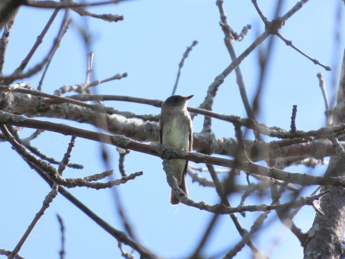 Eastern Wood-Pewee - Tania Mohacsi