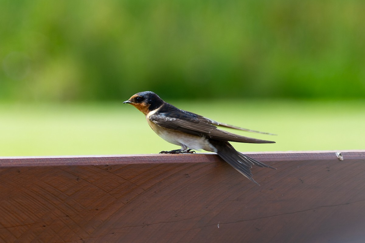 Welcome Swallow - ML608902631
