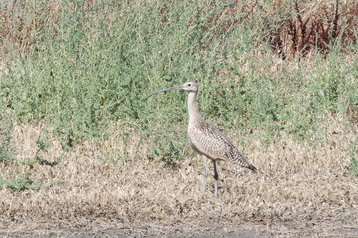 Long-billed Curlew - ML608902666