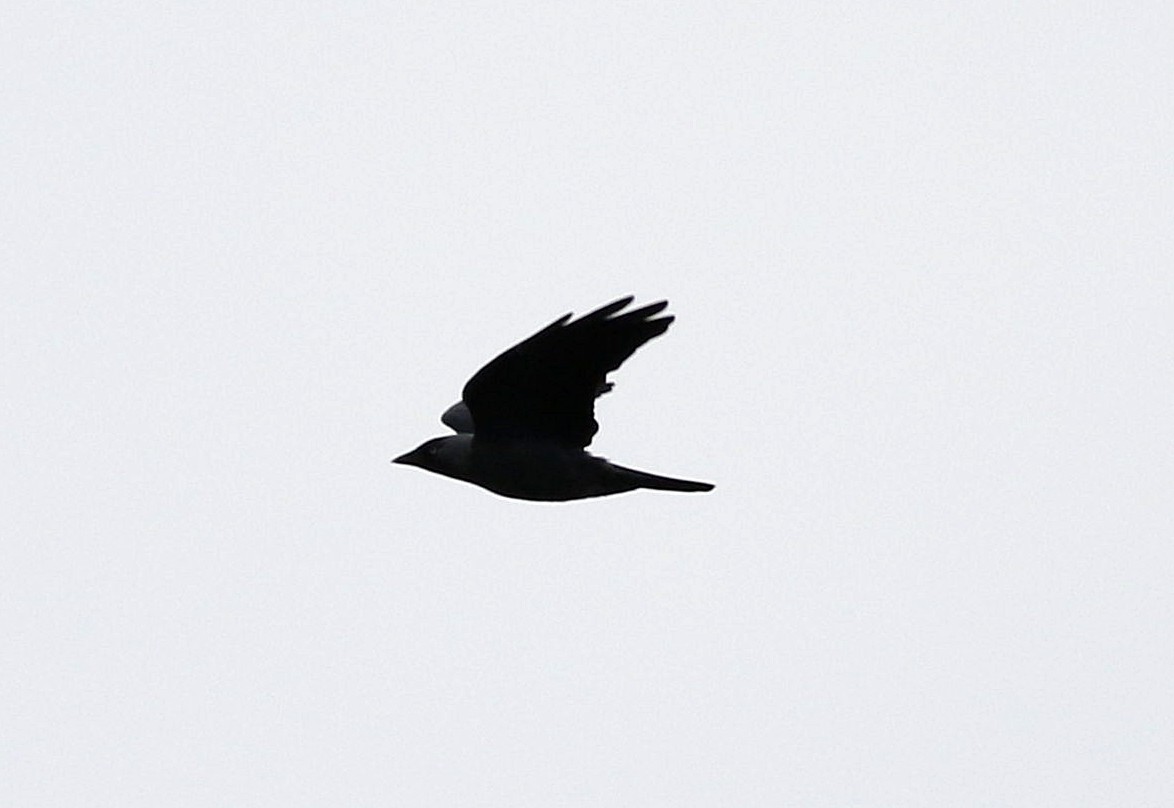 Eurasian Jackdaw - ML608902686