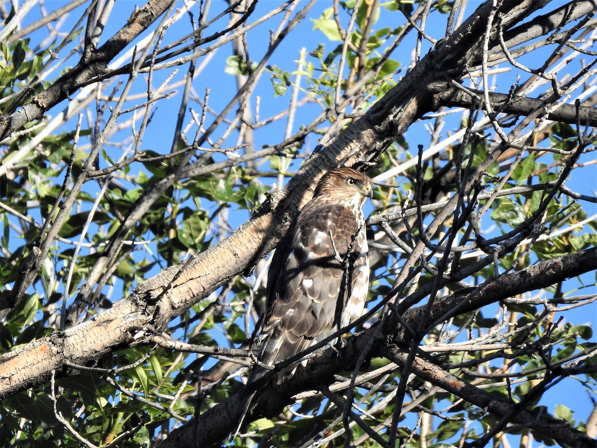 Cooper's Hawk - ML608902720