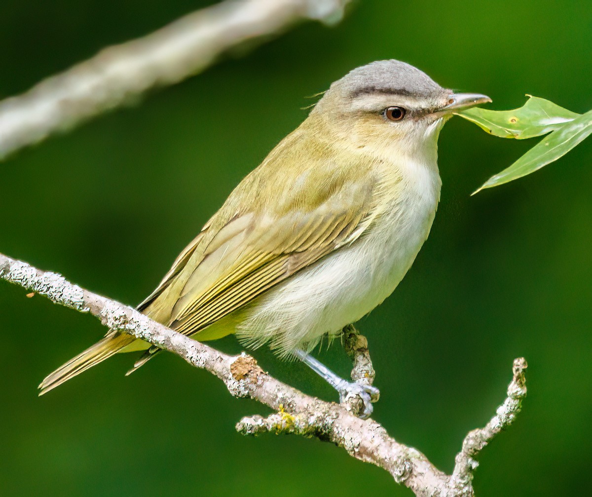 Red-eyed Vireo - ML608902810