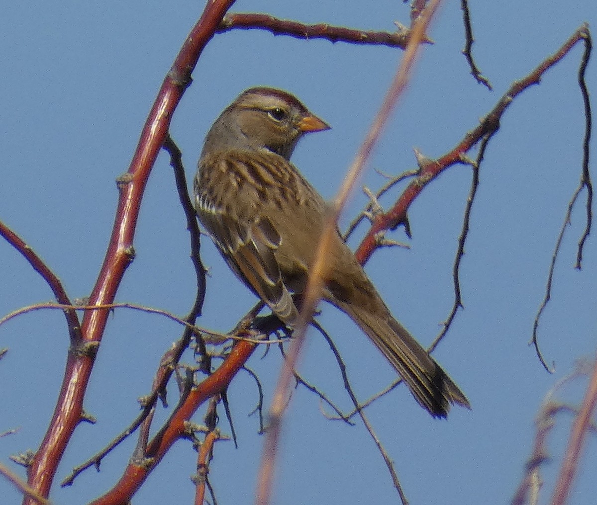 Bruant à couronne blanche - ML608902842