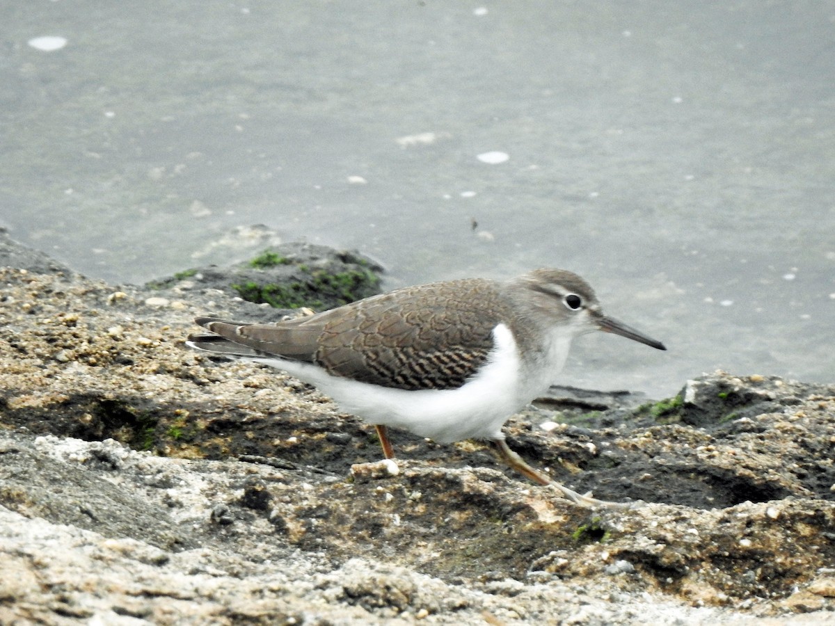 Spotted Sandpiper - ML608902844