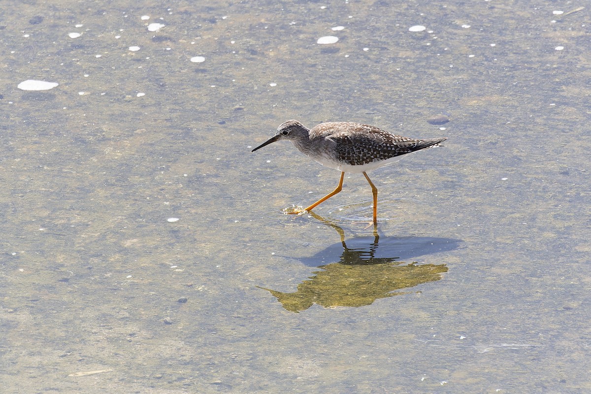 gulbeinsnipe - ML608902890