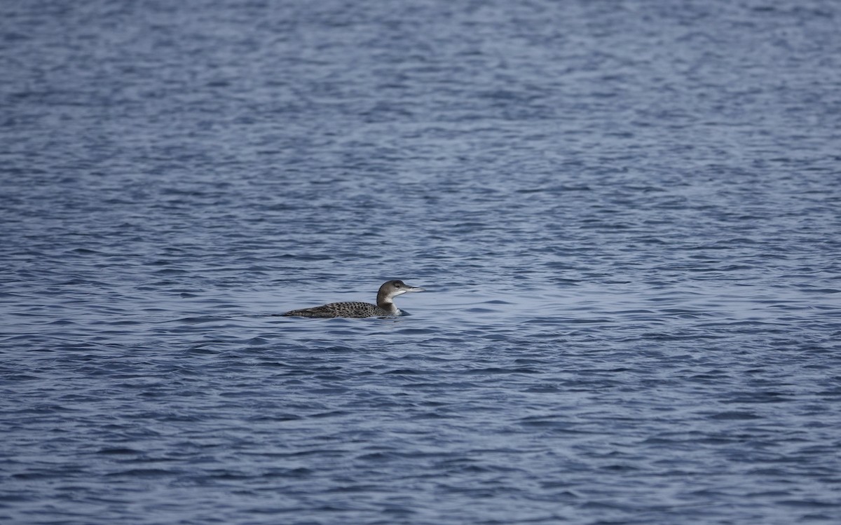 Plongeon huard - ML608902898