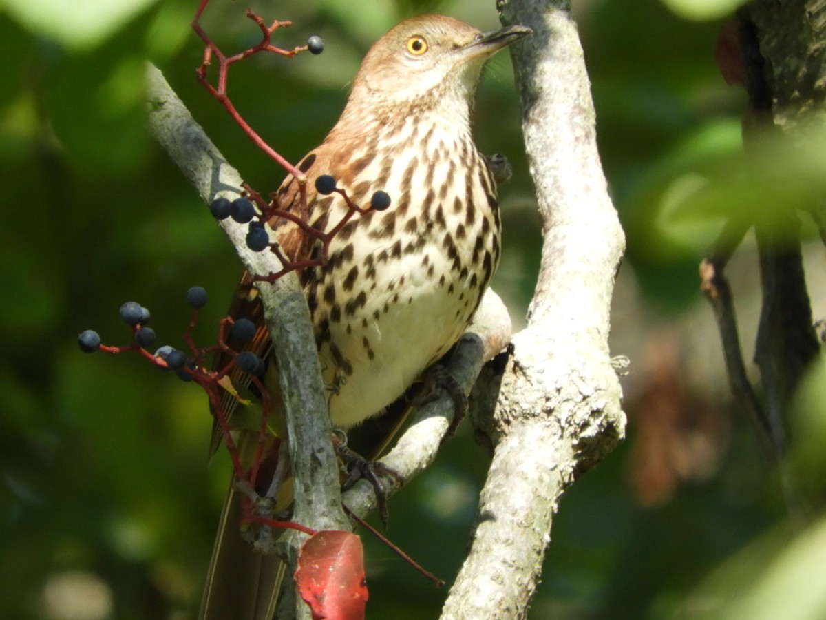 Brown Thrasher - ML608902970